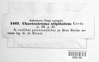 Scolecofusarium ciliatum image